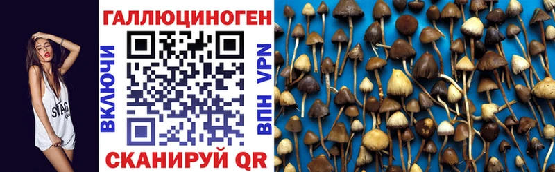 Купить где  Тогучин  Псилоцибиновые грибы Cubensis 